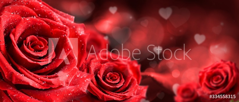 Picture of Red roses flower on valentine background Valentines day wide rose banner